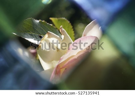 Similar – Foto Bild Rose schmiegt sich an Sitzbank: die sommerliche Leichtigkeit genießen.