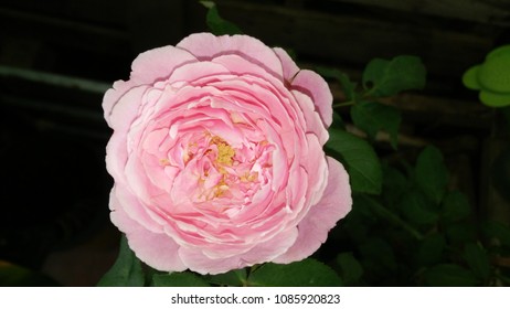 Rose  colour pink  close up - Shutterstock ID 1085920823