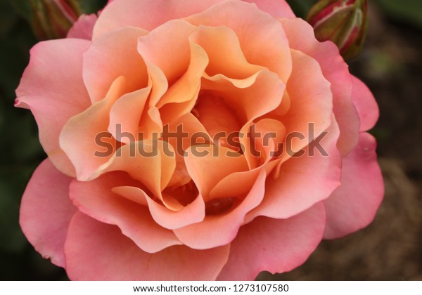 Rose Cubana