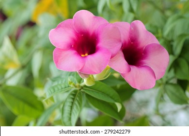 286 Yellow dipladenia Images, Stock Photos & Vectors | Shutterstock