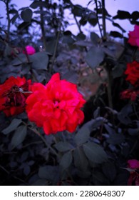 
“A rose does not answer its enemies with words, but with beauty.” “Roses do not bloom hurriedly;
