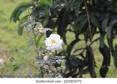 Rose is erect, climbing the stems of which are usually copiously armed with prickles of various shapes and sizes, commonly called thorns.  - Shutterstock ID 2225874771