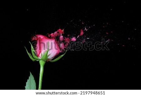 a rose exploding with petals