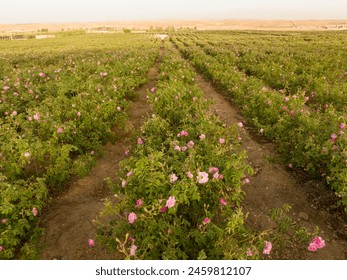 granja rosas en el