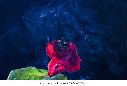 Rose And Fire. Burning Flower With Smoke Dark Background. Red Flower Head On Fire. Glowing Embers