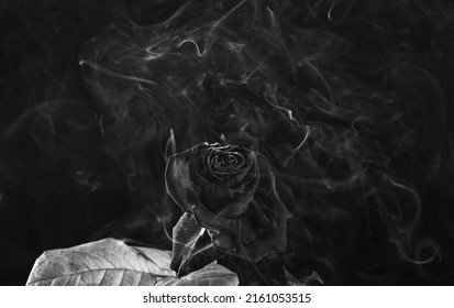 Rose And Fire. Burning Flower With Smoke Dark Background. Red Flower Head On Fire. Glowing Embers