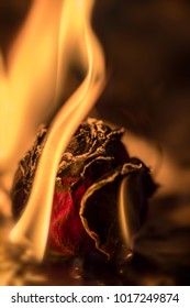 Rose   Flame