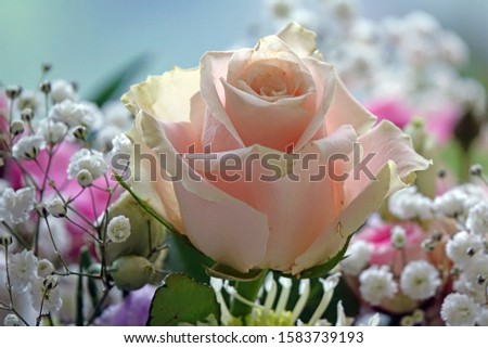                                rose in a flower arrangement 