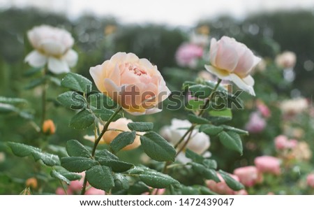 Rose flower bloom in roses garden on blurry roses background.