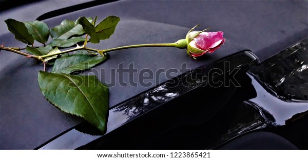 Rose flower in the car\
for unexpected love and a romantic symbol on Valentine\'s Day. with\
copy space