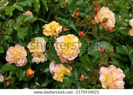 Rose 'Flower Carpet Amber' in flower