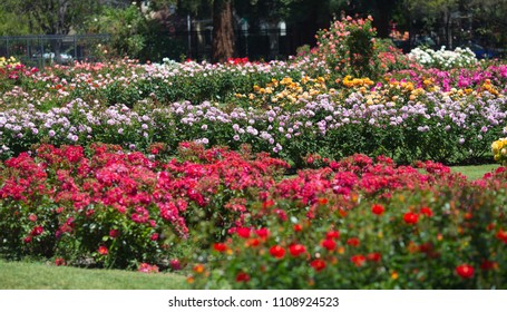 Rose Flower Garden Stock Photo 1108924523 | Shutterstock