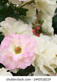 Rose flower garden in Japan