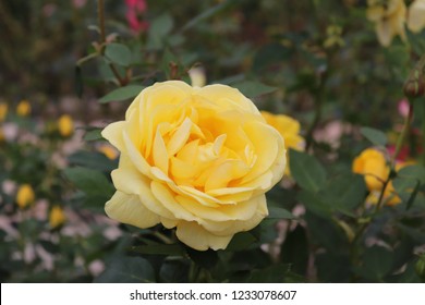 The Rose Flower Of The Rose Garden(izu No Odoriko)