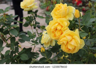 The Rose Flower Of The Rose Garden(izu No Odoriko)