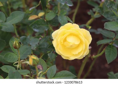 The Rose Flower Of The Rose Garden(izu No Odoriko)