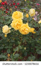 The Rose Flower Of The Rose Garden(izu No Odoriko)