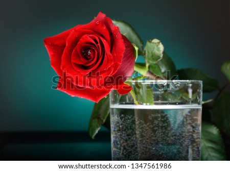 Rose flower in a glass of water. Flowers on a blue background