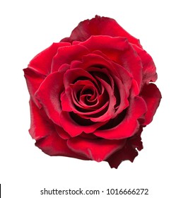 Rose flower isolated on white background - Powered by Shutterstock