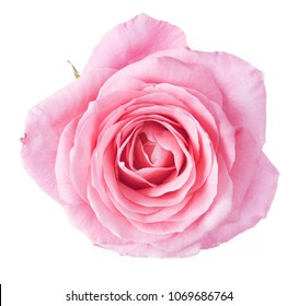 Flor rosa aislada sobre