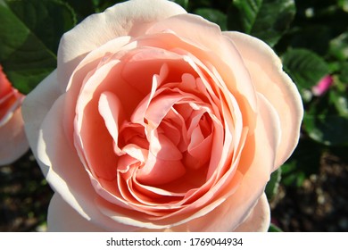 Rose flower of the large-flowered aphrodite variety in powder pink