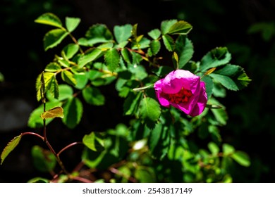 Rose flower macro closeup of one pink vibrant wild wildflower plant in Colorado in national forest park with dramatic black background - Powered by Shutterstock