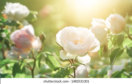 Rose Flower On Background Blurry Pink Roses Flower In The Garden Of Roses. Nature.              