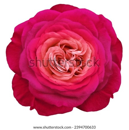 Rose flower  on black isolated background with clipping path. Closeup. For design. Nature. 