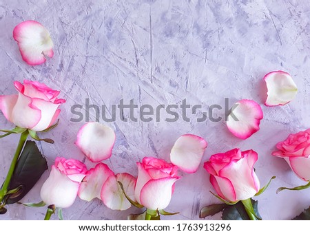 rose flower on concrete background frame