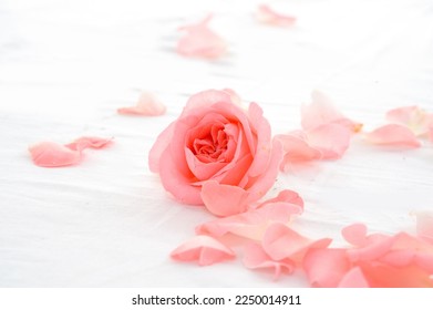 rose flower with petals on white surface.