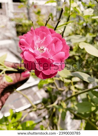 Rose Flower, Flower for photo editing use , Red Rose , Nature, love Proposal 