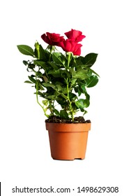 77,677 Pot rose Images, Stock Photos & Vectors | Shutterstock