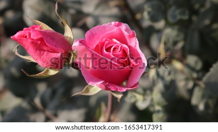 Rose Flower at Rajghat - Delhi