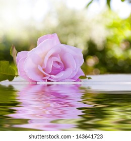 255,575 Flower Reflection Water Images, Stock Photos & Vectors ...