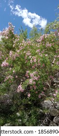 Rose Flower, This Type Of Flowers Are Seen In Kargil District Of Ladakh. It Is Very Beautiful Flower.