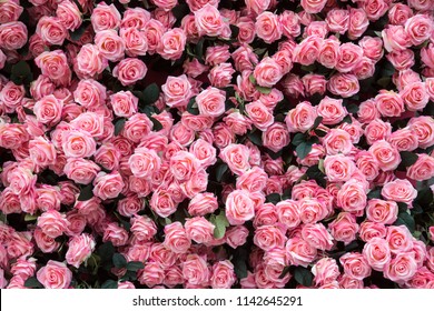 rose flower wall