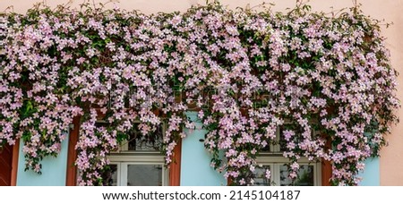 Rose flowering Clematis Montana blooms background. Banner. Clematis flowers near house wall above window. Many clematis flower with yellow finger stamens in spring.