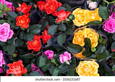 Rose in the flowerpot. Growing roses. Greenhouse with roses, shop for the sale of seedlings of roses. - Shutterstock ID 1036231687