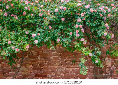 Rose flowers. Big rose bush on vintage stone wall background. Flowering Climbing roses plant above old red  fence, text place, copy space 