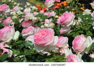 Rose Flowers Blooming In The Park
 ”Pierre De Ronsard”