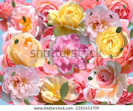  rose flowers colorful pink  yellow  white  and green leaves petal on blue romantic  background template copy space greetings card Valentine women day