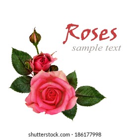 Rose flowers composition on white background