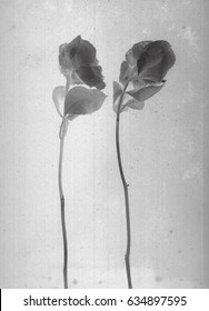 Rose Flowers. Daguerreotype Style. Film Grain. Vintage Photography. Black And White