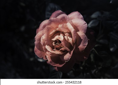 Rose Flowers in the design of natural dark tones.