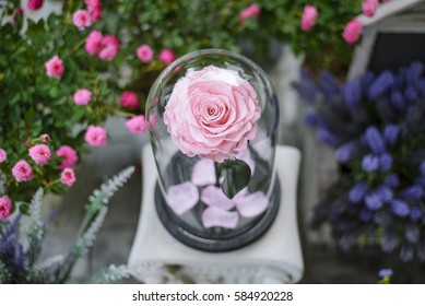 Rose Flowers In Glass Dome