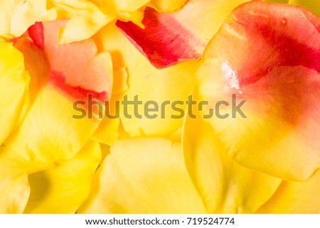 rose flowers leaves close-up. Spring summer template and floral background. sale, greeting and celebration card concept.