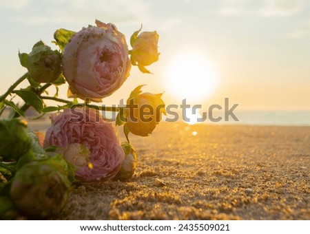 Rose flowers lying on sand of beach of sea shore coast at sunset dawn close-up. Blossoming blooming flowers of pink roses on sand of sea coast with setting rising sun. Romance mood romantic concept