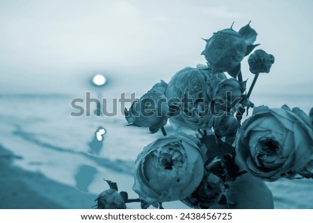 Rose flowers lying on sand of beach of sea shore coast at sunset dawn. Blossoming blooming flowers of pink roses on sand of sea coast, setting rising sun. Romance mood romantic concept. Blue color