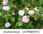Rose flowers pink jacques cartier on shrub