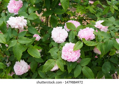 Rose Flowers Pink Jacques Cartier On Shrub